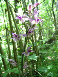 флора, фауна Крыма. Орхидея 
