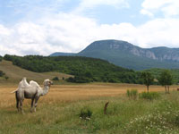 флора, фауна Крыма. Верблюд на фоне массива Бойка
