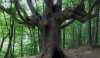 Древние деревья Крыма