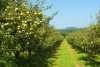 Яблоневые сады Альминской долины